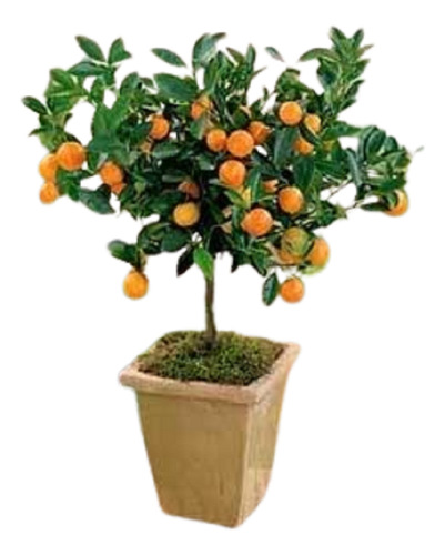 1 Calamondin O Mandarina Japonesa Enano Alta Produccion Pd