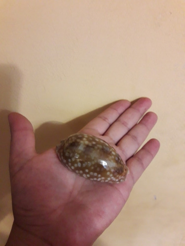 Concha Hermosa De Tigre Cauri Coleccion (Usado)