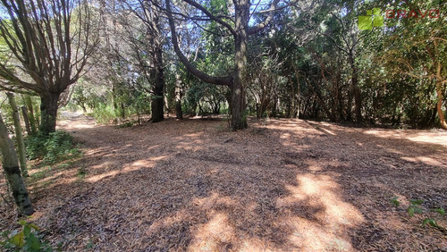 En Venta Parcela Lago Coñaripe Con Salida Al Lago De 5000 M2