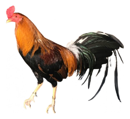 Huevo Fértil Gallo Fino