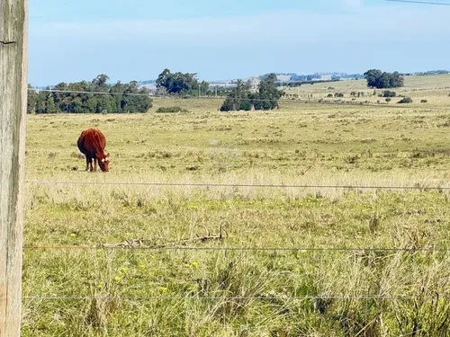 Campo Cerca Ciudad De San Carlos
