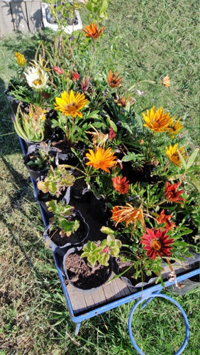 Variedad De Plantines De Jardín 