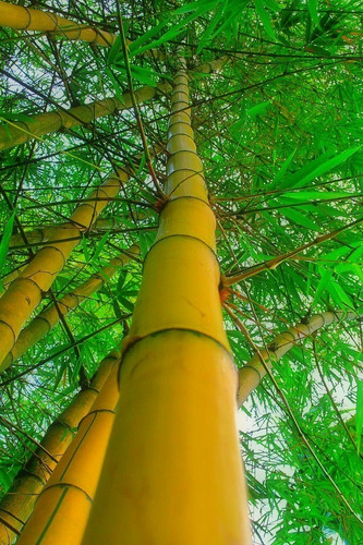Bambu Amarillo Real