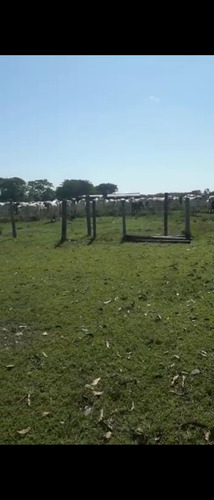 Vendo Fazenda De 1700hec Pecuaria/cultura Em Roraima (6096)