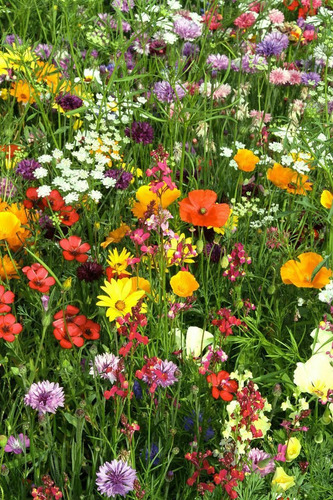Césped Japonés + 500 Semillas De Flores Enanas - Indra