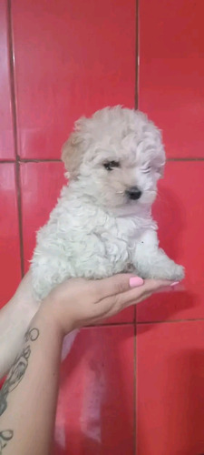 Bellos Poodle Toy Preciosos Machos