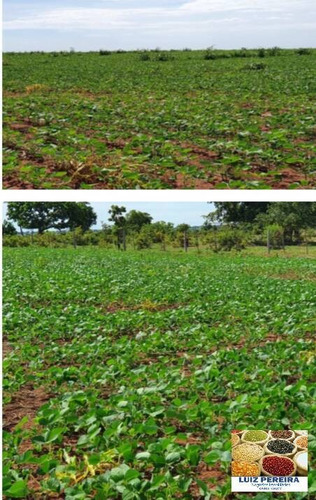 Imagem 5 de 14 de Fazenda À Venda Em Caampo Grande -ms - De 3.417,48 Hectares (dupla Aptidão) - 1626