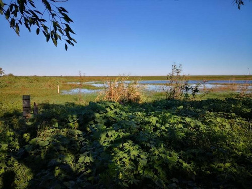 Imagen 27 de 29 de Campo De Isla Ganadero, 2.000 Has Sobre El Paranacito