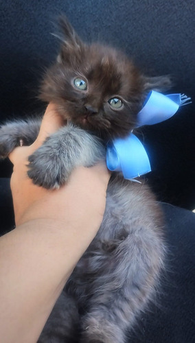 Gatito Persa De Pelo Largo Smoke Brown Ef395mil