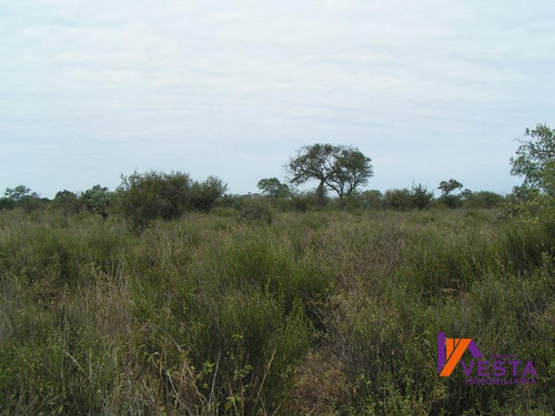 Imagen 4 de 10 de Venta Campo Pluma De Pato 700ha Salta-