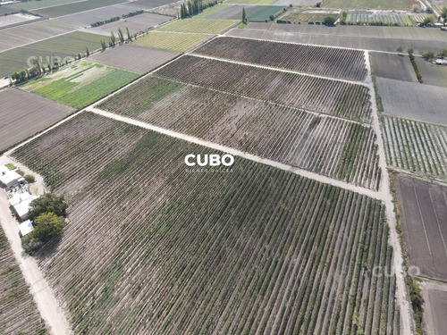 Cubo Vende 12 Hectareas De Viñedo En Rodeo De La Cruz Mendoza Argentina