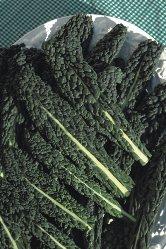 Couve Nero Di Toscana Laciniato Kale 60 Sementes Para Mudas