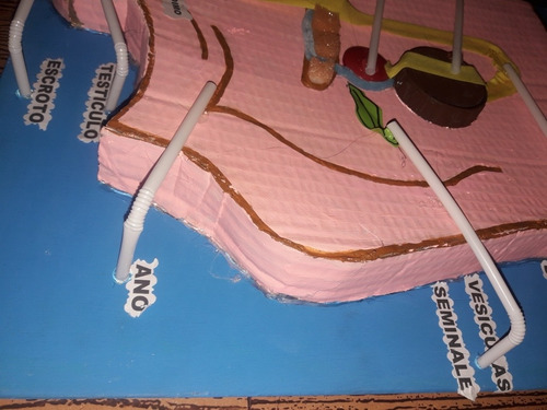 Maqueta Aparato Reproductor Masculino En Material Reciclado (Usado)