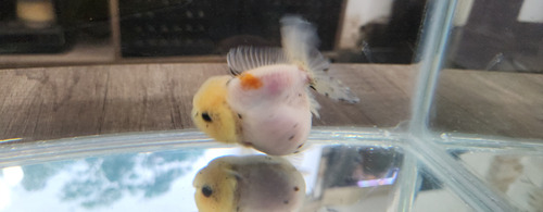 Pez Oranda Cabeza De Leon Calico 5 Amarillo