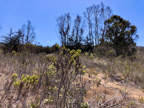 Interesante Propiedad En Venta De 4 Hectáreas En Cachagua