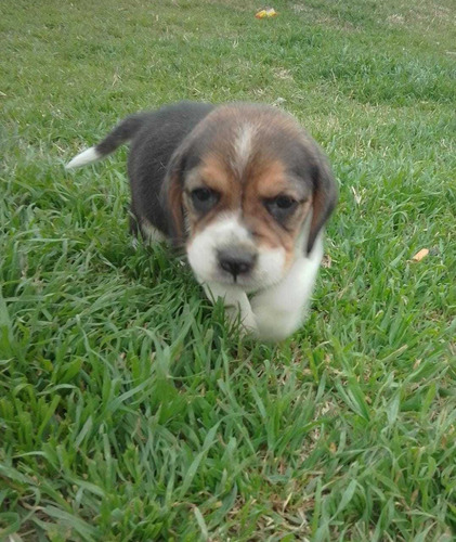 Imagen 8 de 10 de Cachorros Beagles