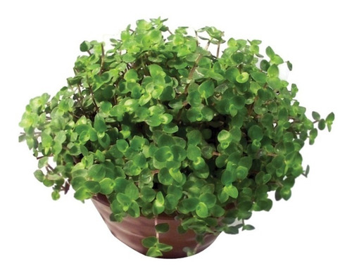 Muda De Callisia Repens Dinheiro Em Penca Tostão + Vaso Verde
