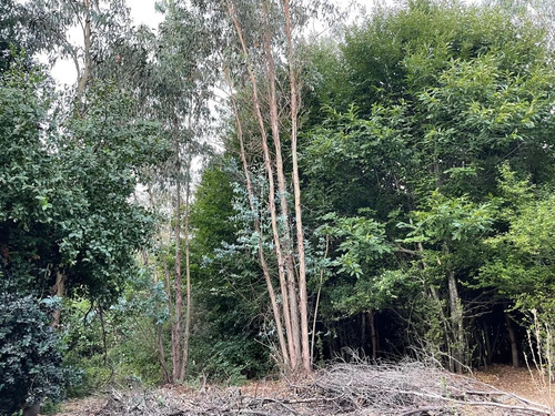 Invierte En Tierras: 3 Parcelas Bajo Valor De Mercado 2,22 H