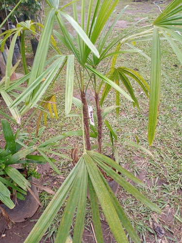 Imagen 3 de 10 de Palmera Raphis - Hermosa - E.gratis Caba Y Gba