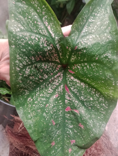 Caladium Bicolor Verde Com Pintas