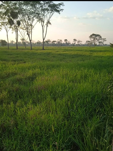 Imagen 1 de 5 de Finca En Barinas, Mun. Cruz Paredes