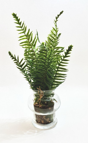 Imagen 1 de 5 de Planta Artificial Kokedama Helecho Con Maceta Cristal 37cm