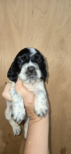 Cocker Spaniel Negro Y Fuego