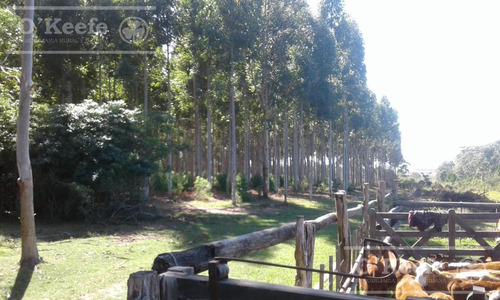 Campo En Venta De 300 Has Forestal - Ganadera R14 Corrientes -financiación