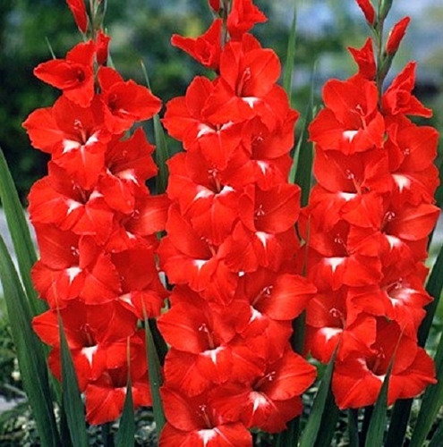 Bulbos De Flores Gladíolo Vermelho 10 Unidades | Parcelamento sem juros