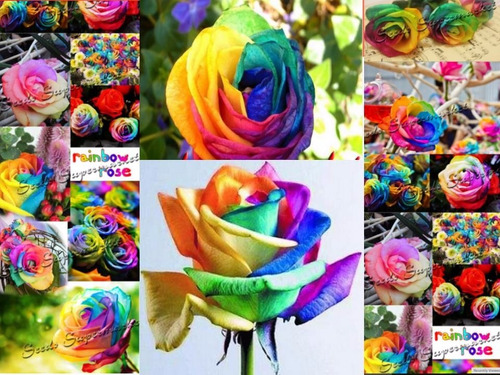 Rosa Rainbow Multicolor Varios Colores 50 Semillas
