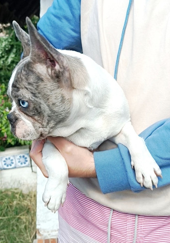 Hermoso Bulldog Francés De 8 Meses!!! Blanco Con Manchas Atigradas Azul Grisáceas