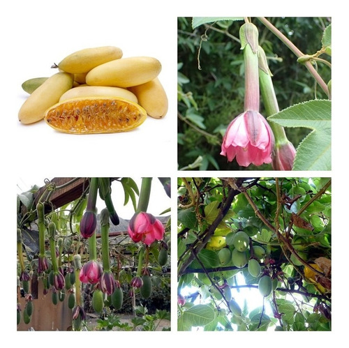 50 Semillas De Passiflora Tripartita