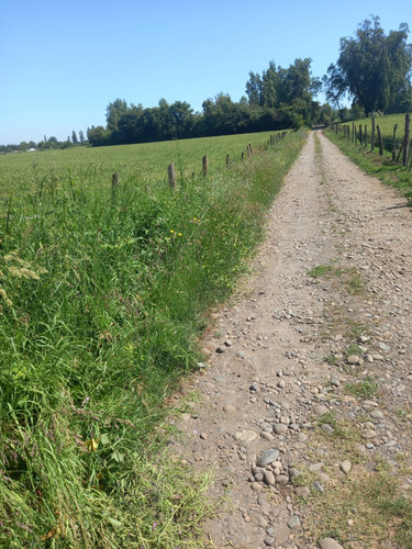 Terreno Agrícola 25.000 M2 Con Riego - Quillaimo - Parral