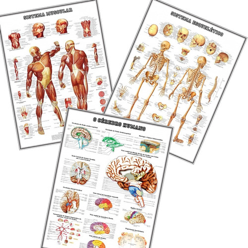 Kit 3 Mapa 60x80cm Medicina Esqueleto + Músculos + Cérebro