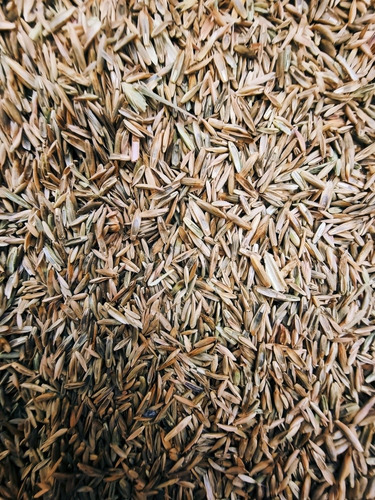 Semilla De Pasto Pradera: Mezcla De Pastos Forrajeros (10kg)