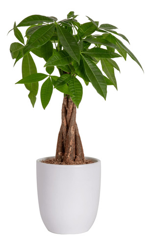 Árbol De Dinero En Maceta Decorativa Fácil Cuidado Ideal P