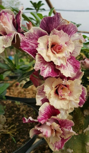 Rosa Del Desierto , Adenium Color Crema