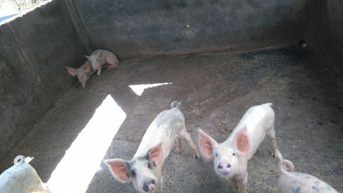 Imagem 9 de 15 de Casa Para Venda Em Camaçari, Monte Gordo, 3 Dormitórios, 1 Suíte, 2 Banheiros - 285_1-1401496