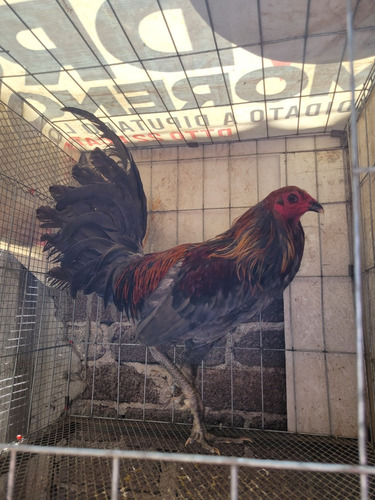 Gallos Muy Finos