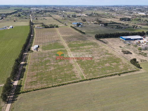 Imagen 4 de 16 de Campo, 7 Has, Cno Mendoza, Quinta En Producción Con Frente A Dos Caminos