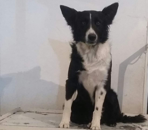 Border Collie 4 Meses