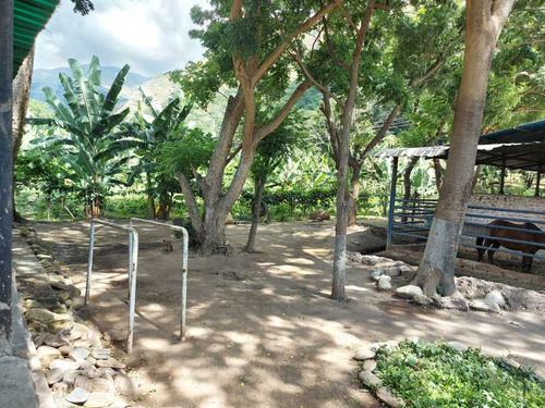 Imagen 7 de 29 de Finca Mixta + Manga De Coleo De 1 Ha En Guayabita En Turmero