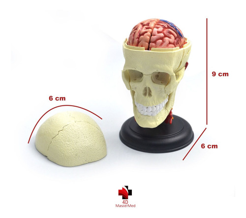 Anatomia Do Crânio E Nervos Cranianos Humano - 4d Master
