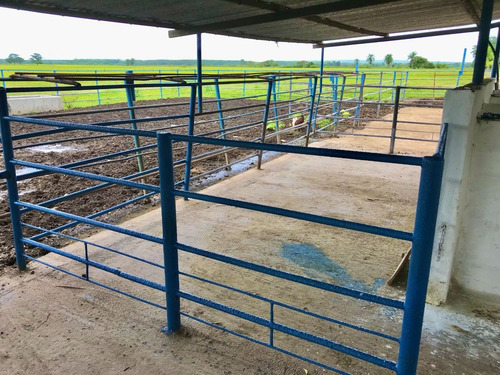 Imagen 10 de 19 de Finca En San Carlos Cojedes, Venta De Finca En San Carlos