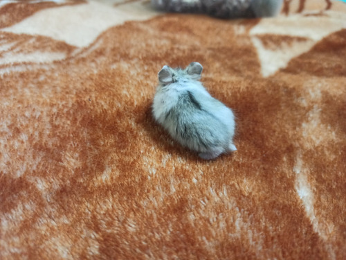 Hamsters Mascota
