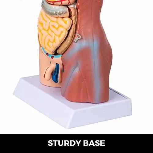 Vevor Torso Modelo De Anatomía Torso Humano De 17 Pulgadas