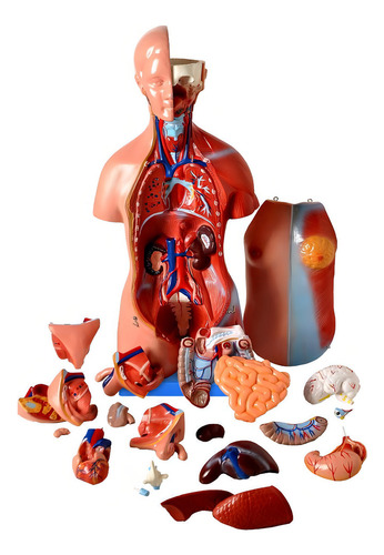 Torso Humano De 45 Cm + Esqueleto 85 Cm Inserções Musculares