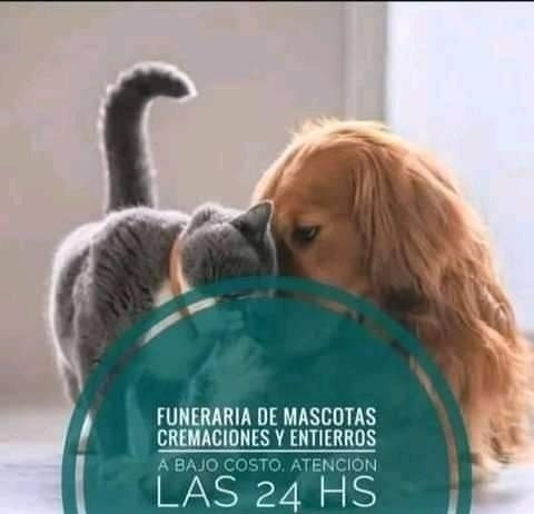 Imagen 1 de 5 de Cremacion De Mascotas Berazategui, Quilmes, Avellaneda