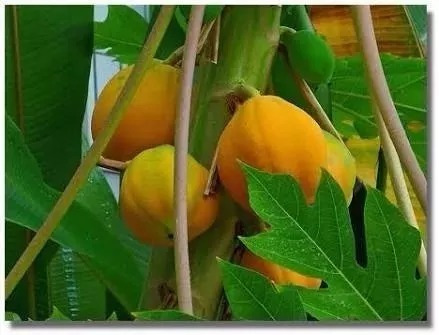 Mamão Anão Para Vasos - Fruta Frutas 50 Sementes Para Mudas