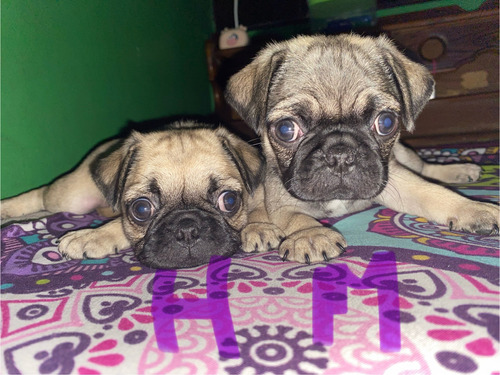 Perritos Pug